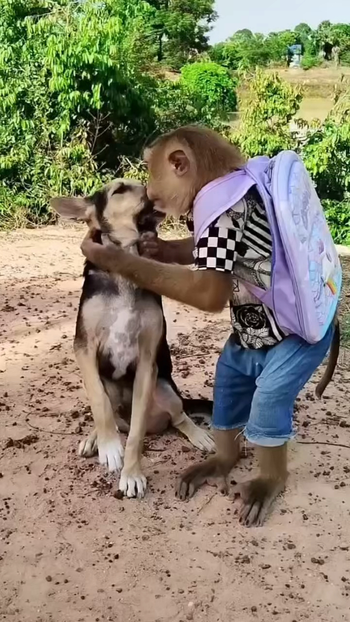 狗咬死猴子图片