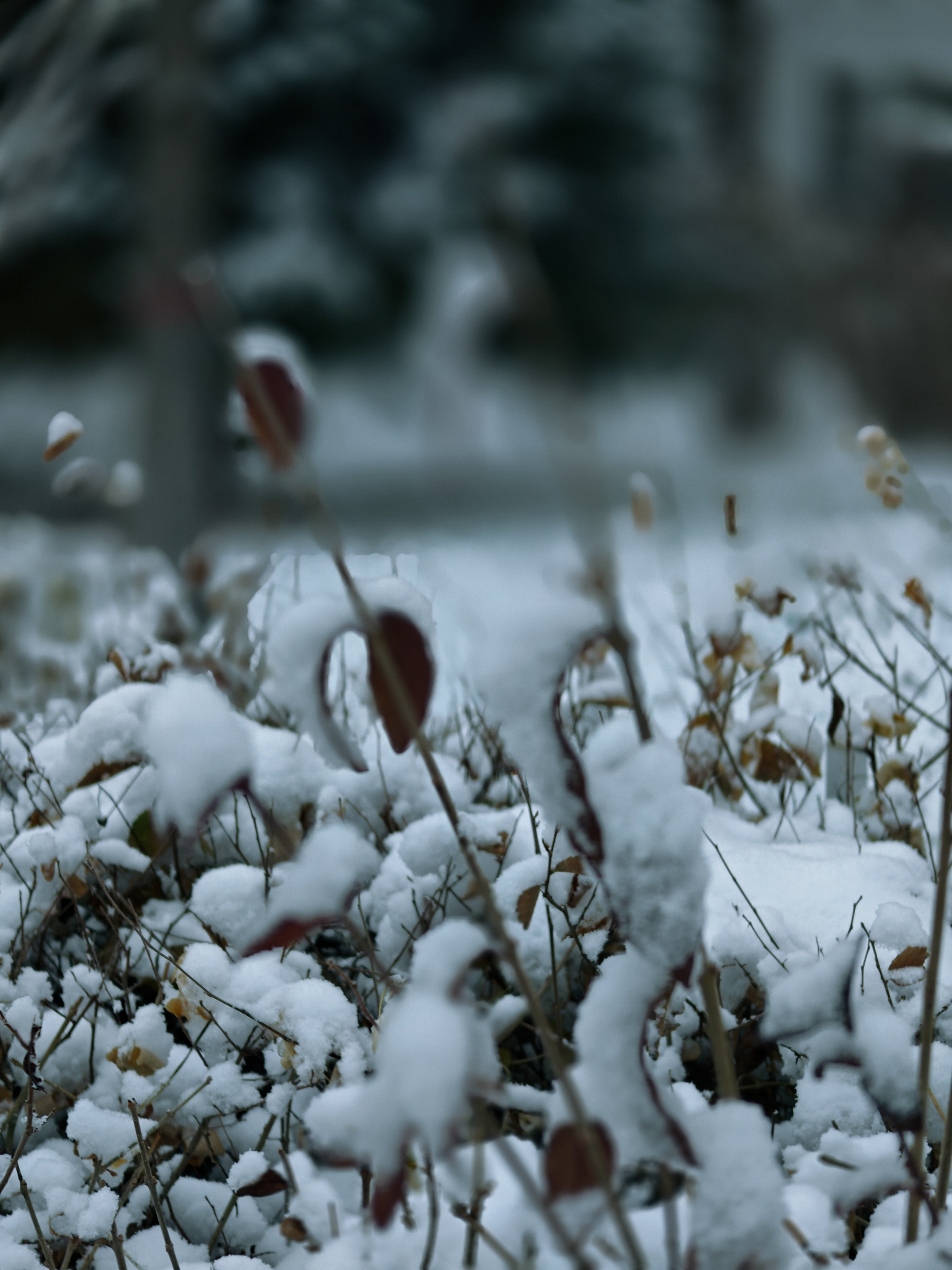 在季节更迭的轮回中,初雪总是带着一种难以言喻的魔力,悄然降临人间