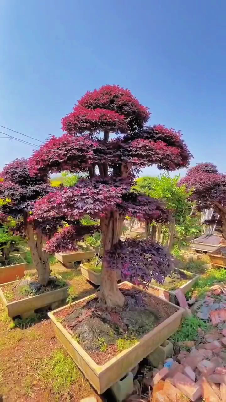 红花继木造型树四季不落叶适合庭院别墅农家小院栽植