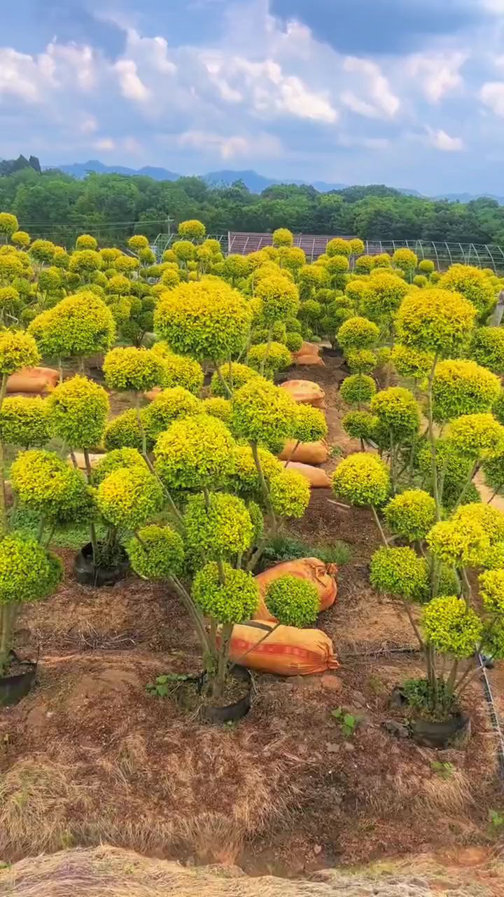 亮晶女贞造型树四季不落叶适合庭院别墅栽植