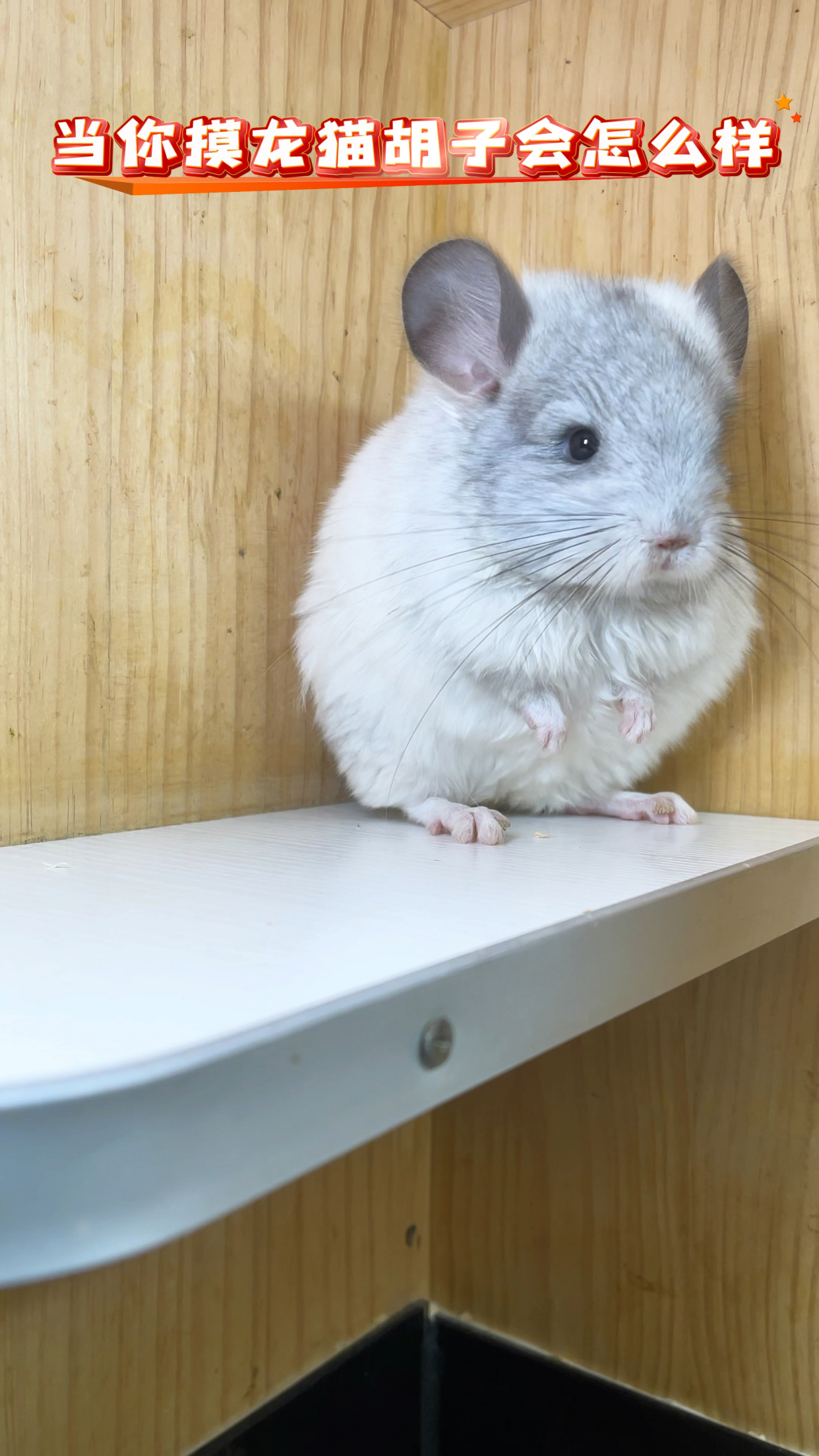 当你摸龙猫胡子会怎么样