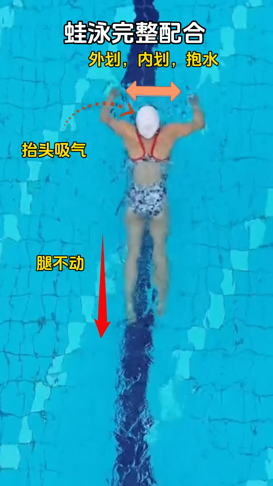 基础蛙泳完整配合动作分解,一起学起来吧!