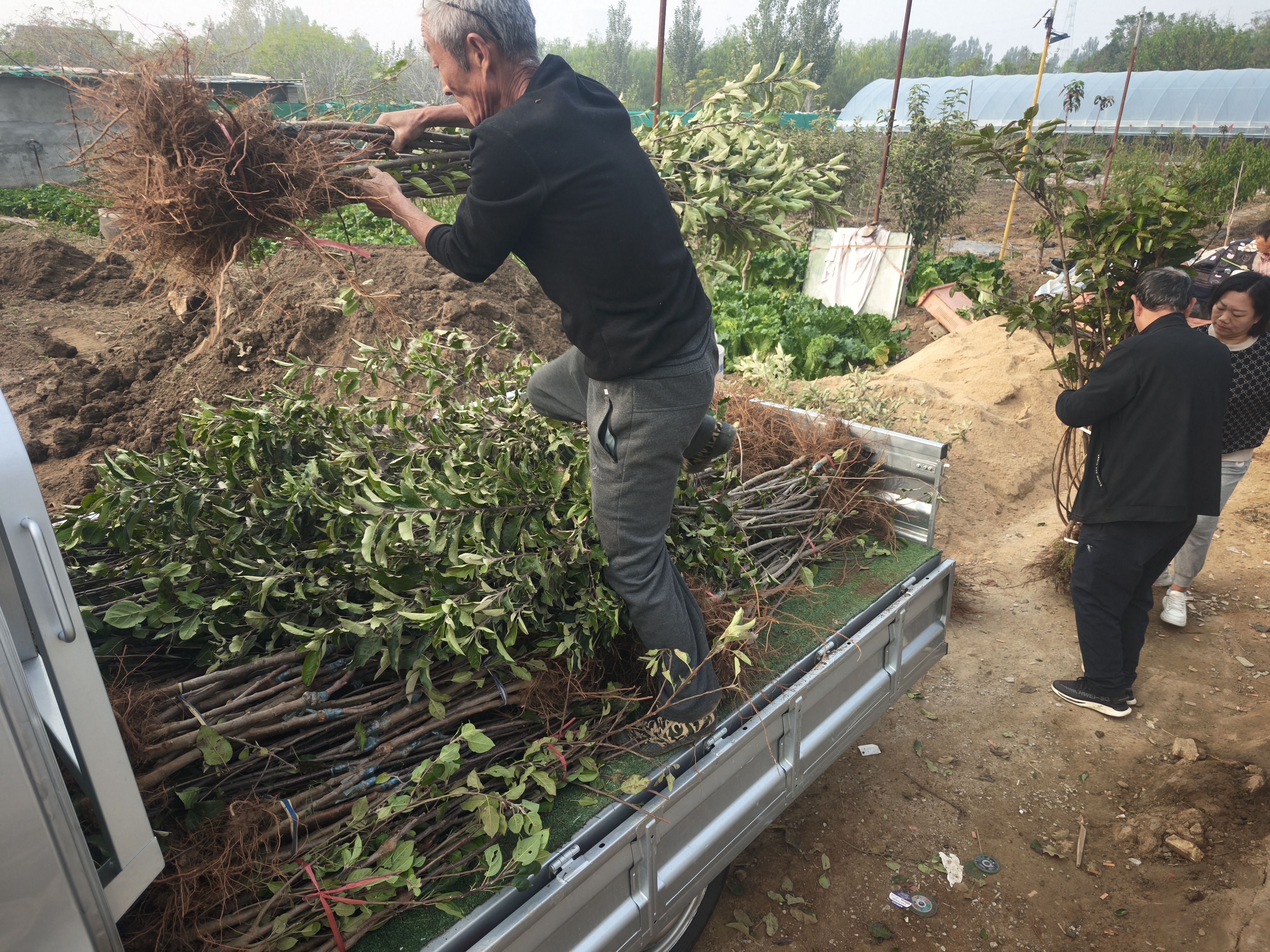 苹果苗种植或者有假植需求的情况,需要去掉叶片减少养分消耗,养分回流