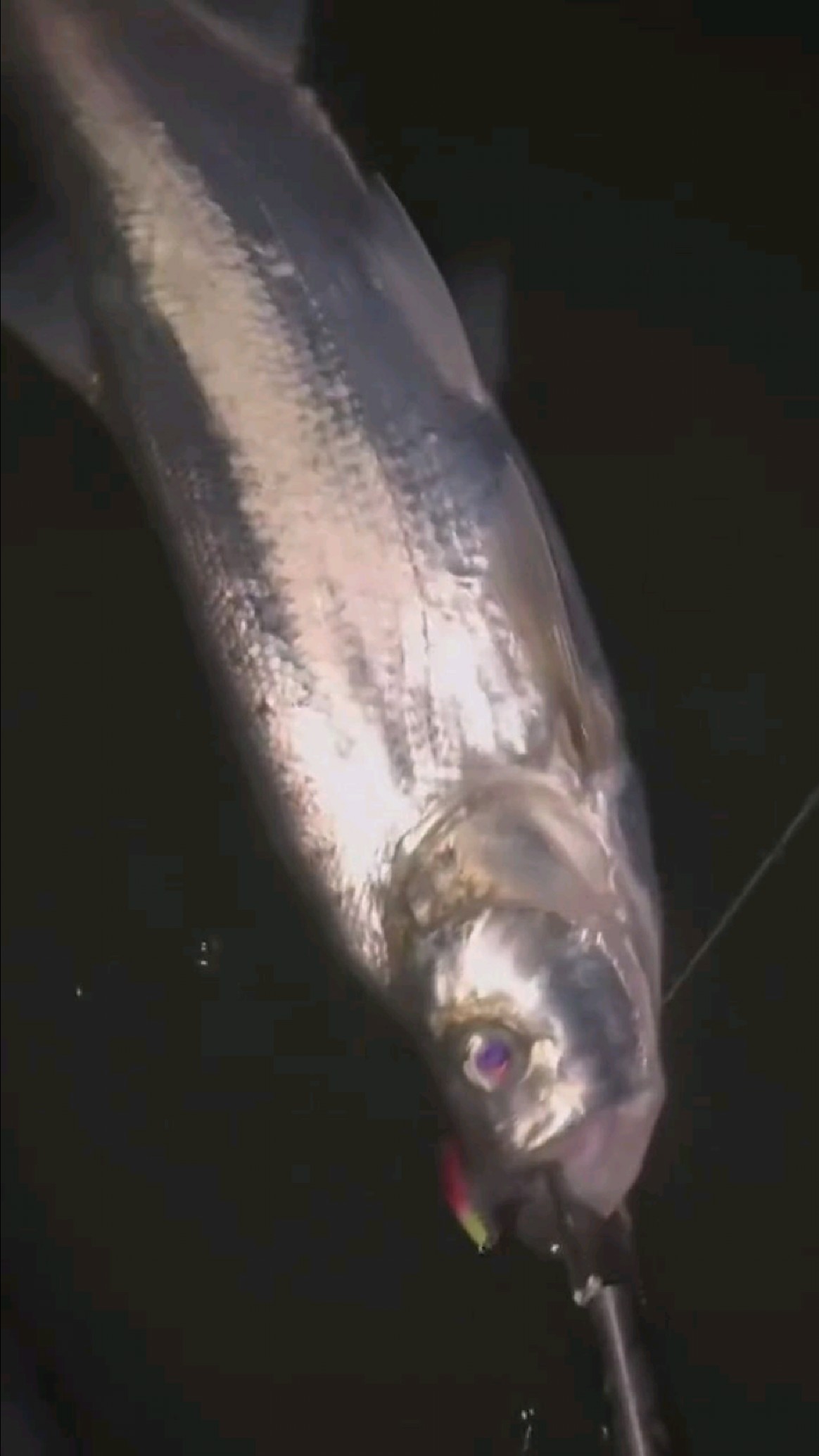 晚上钓翘嘴口才是最好的