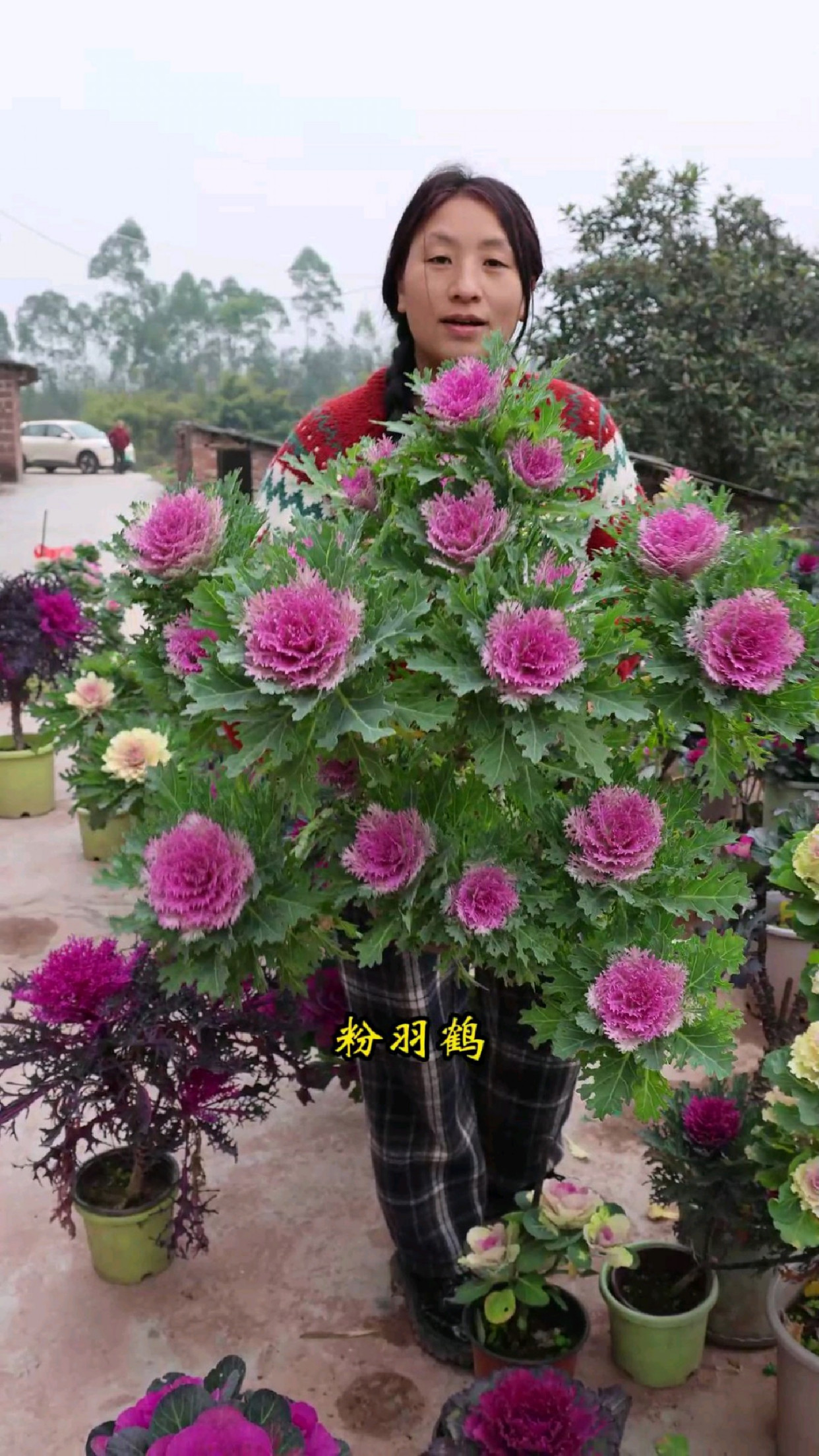 羽衣甘蓝真是太漂亮了,大冬天开得像一树树玫瑰花