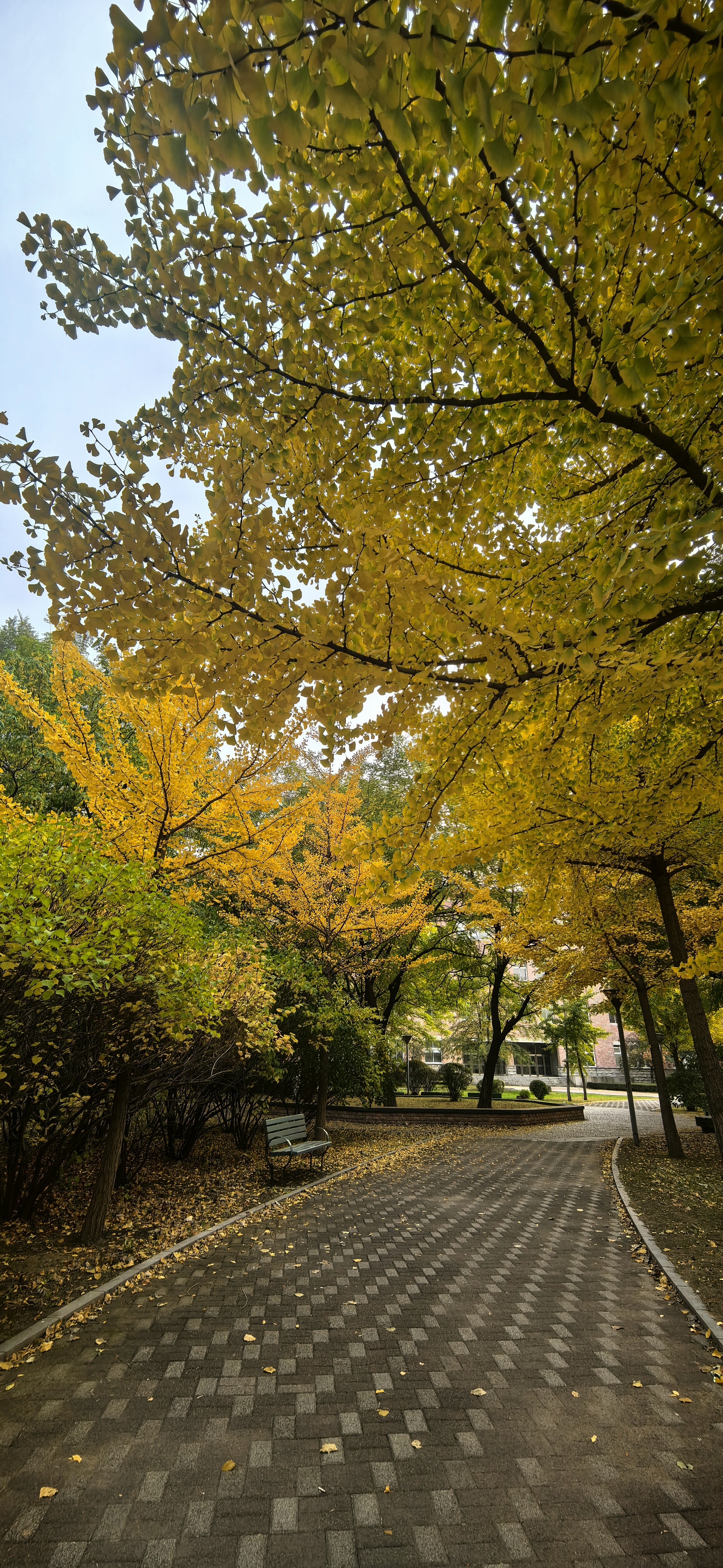 中两句:满地翻黄银杏叶,忽惊天地搞成大学校园图片辽宁大学风景辽宁