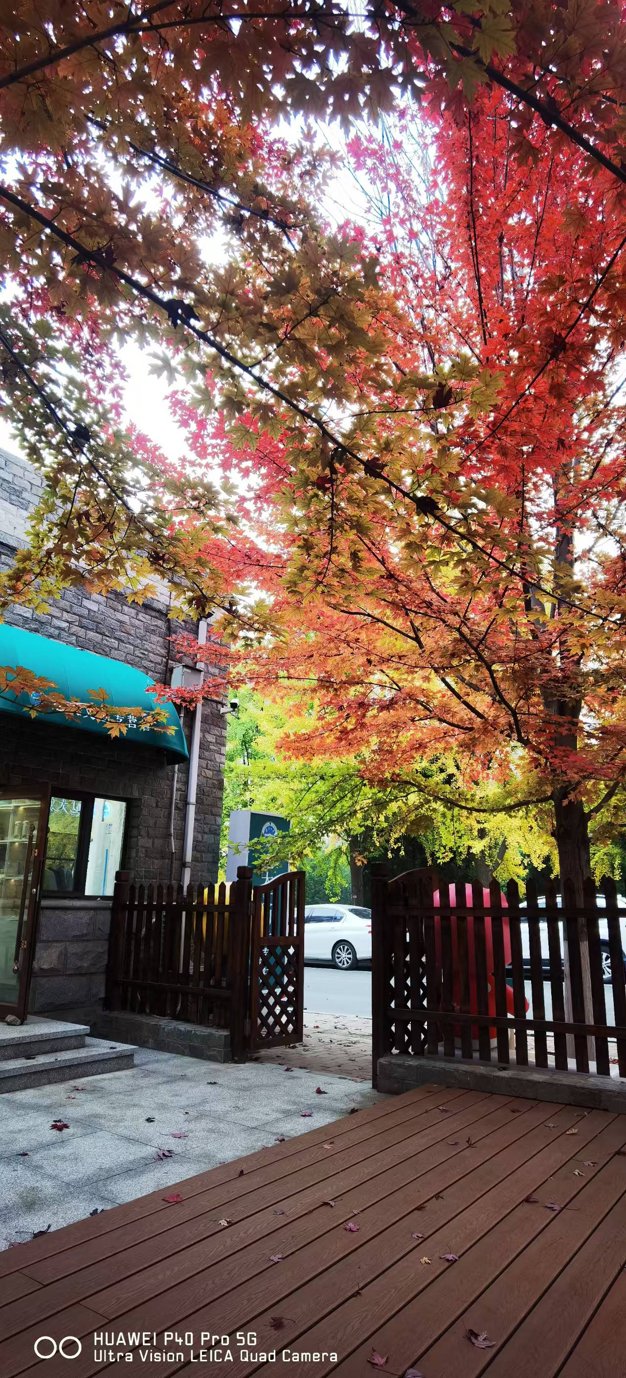 辽宁大学银杏正当时,趁着周末赶紧去打卡吧!累了到文创店小憩一会儿.