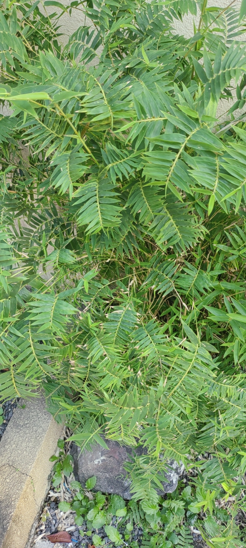 凤尾竹是禾本科簕竹属孝顺竹的变种,我国南方有栽培,观赏