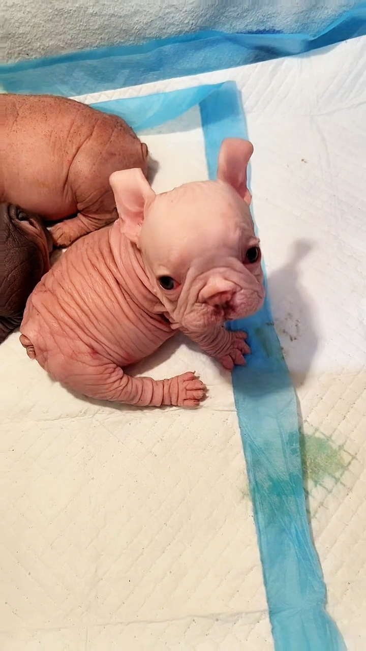 天啊:这是啥狗啊?怎么身上一根毛都没有