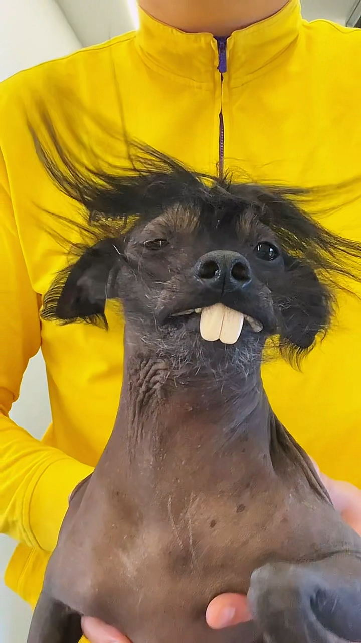 丑狗配上一首忐忑,视频效果简直绝了