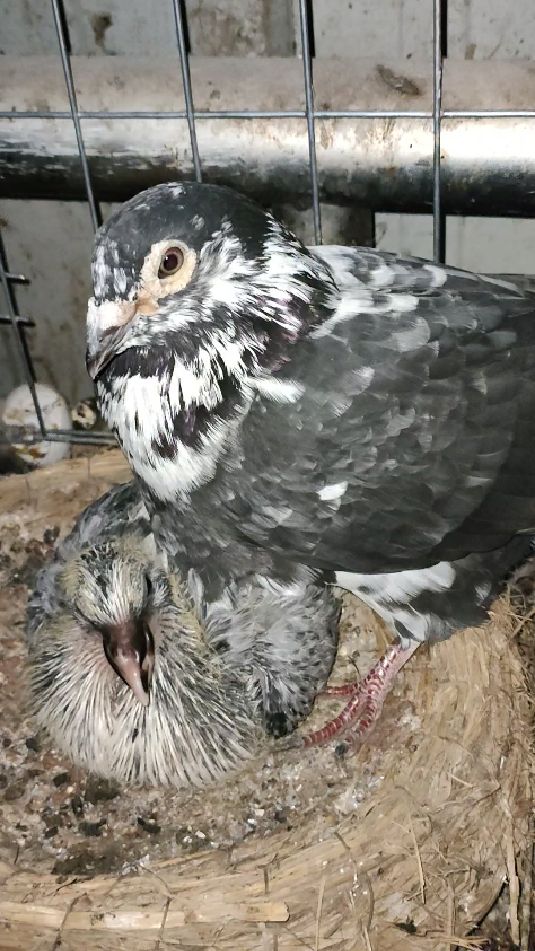 花盖李鸟出成这样了!还是配的黑母!