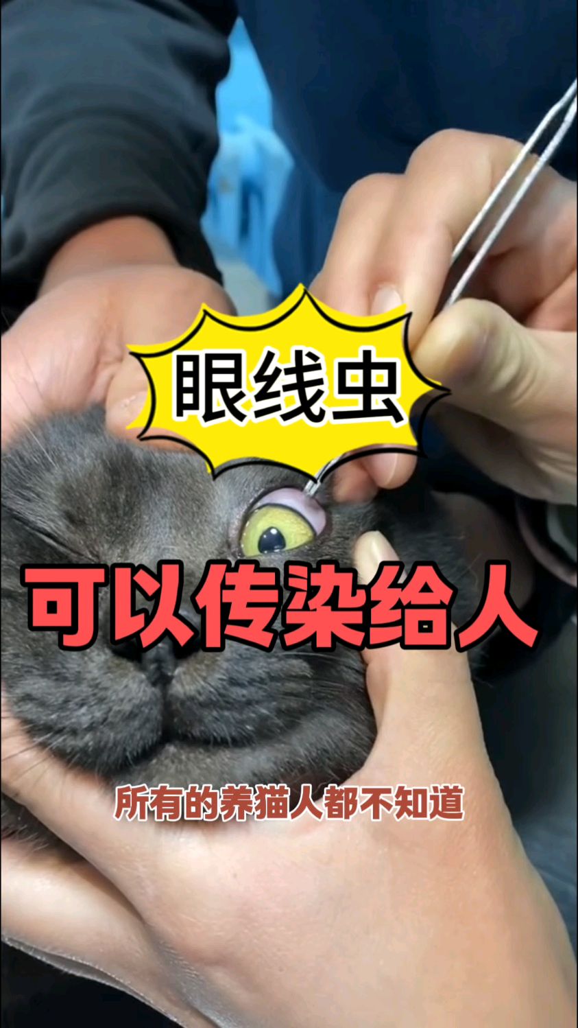 猫寄生虫会传染给人吗图片