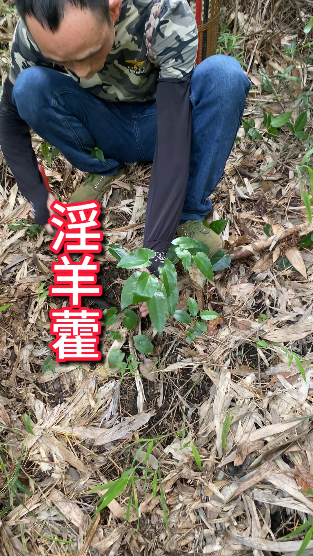 农村生活 三农一日一植物 淫羊霍