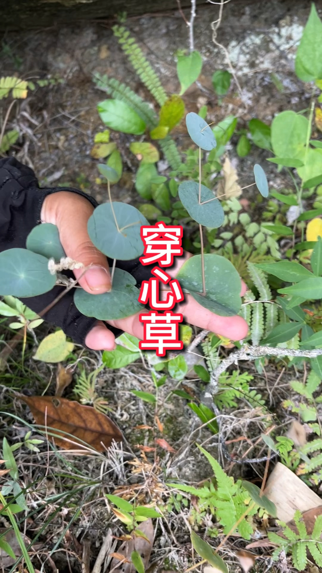 农村生活 一日一植物 穿心草
