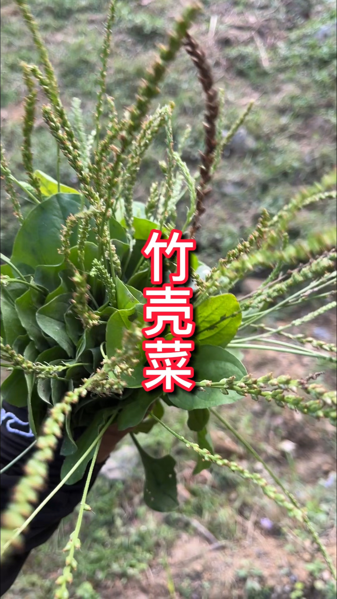 农村生活 一日一植物 竹壳菜