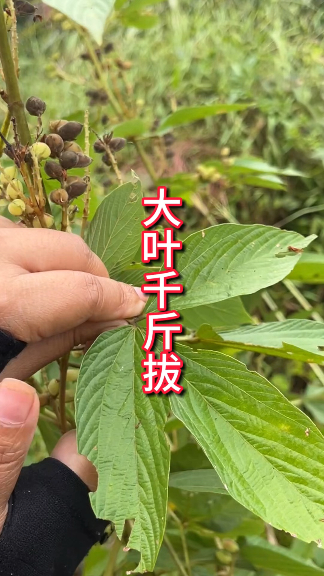 农村生活 三农 一日一植物 大叶千斤拔