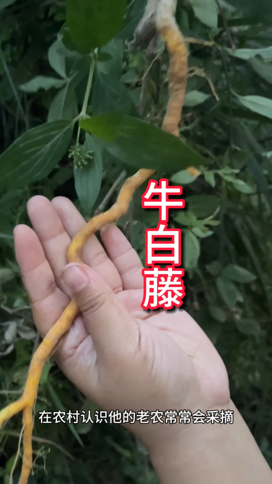 白地牛草药图片