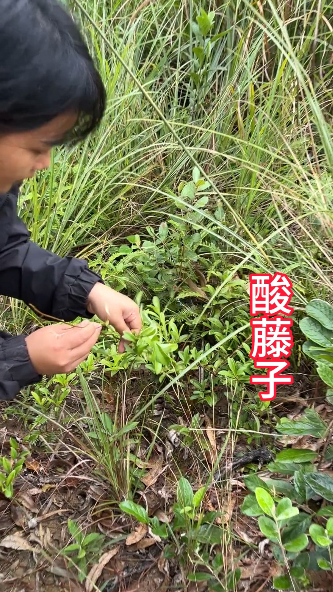 酸藤根图片和功效图片