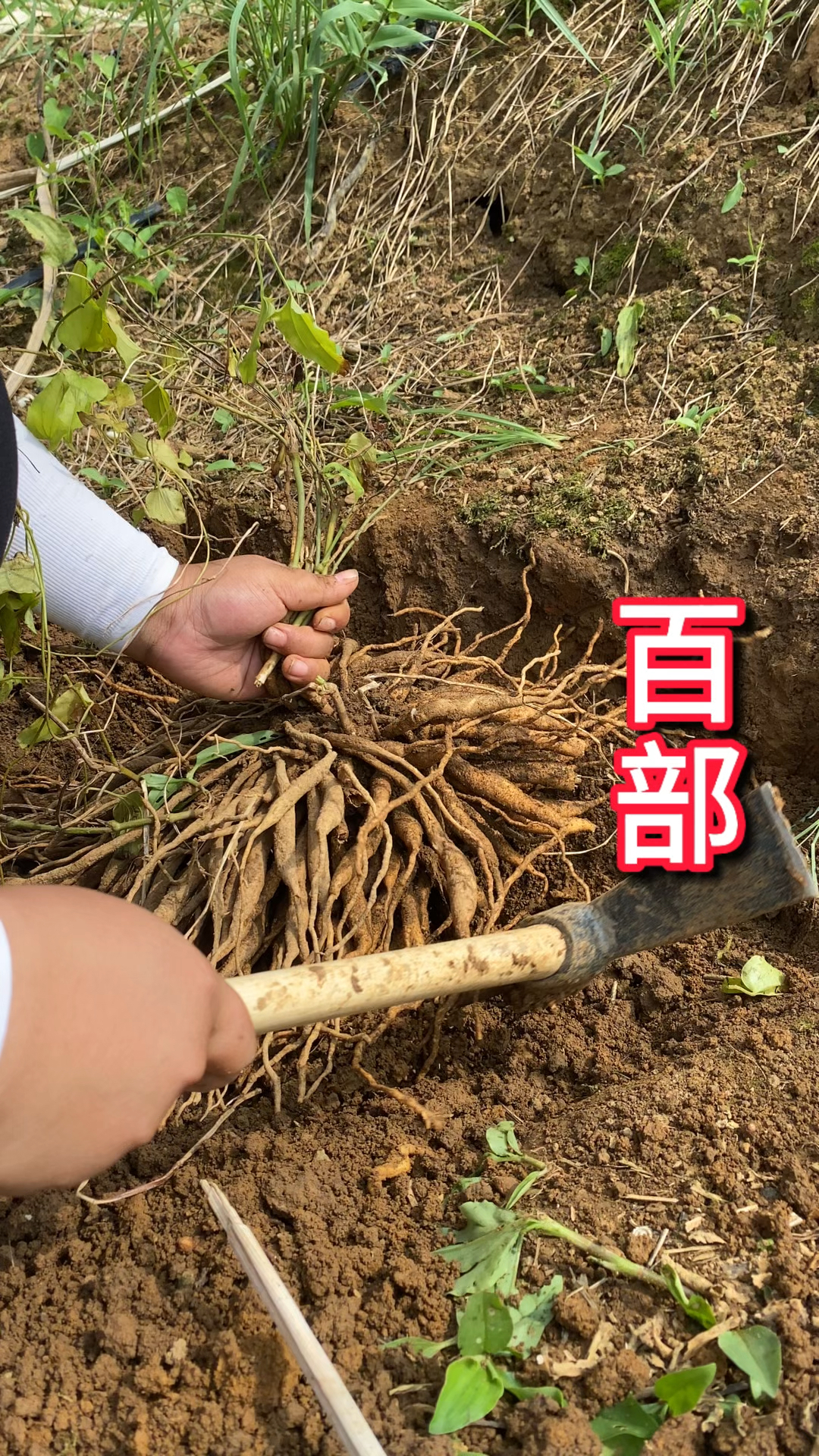 百部的植物图片和用途图片