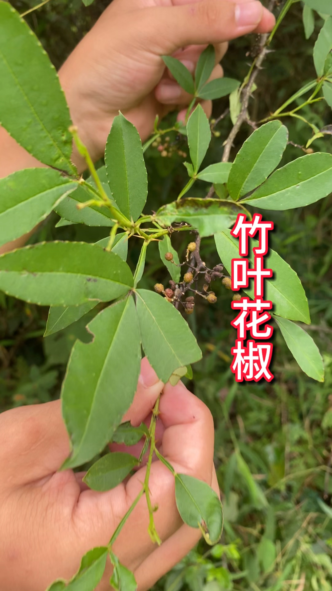 农村生活 一日一植物 竹叶花椒