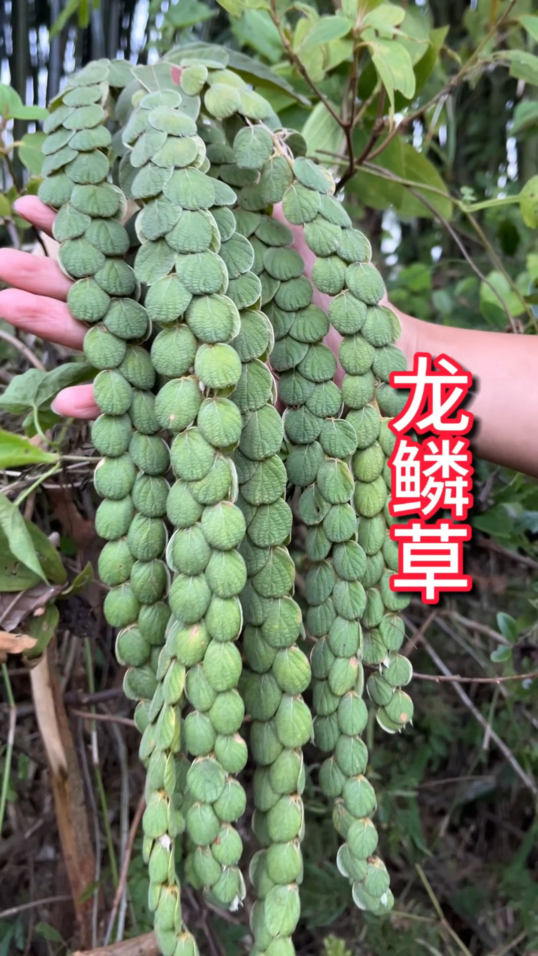 农村生活 一日一植物 龙鳞草