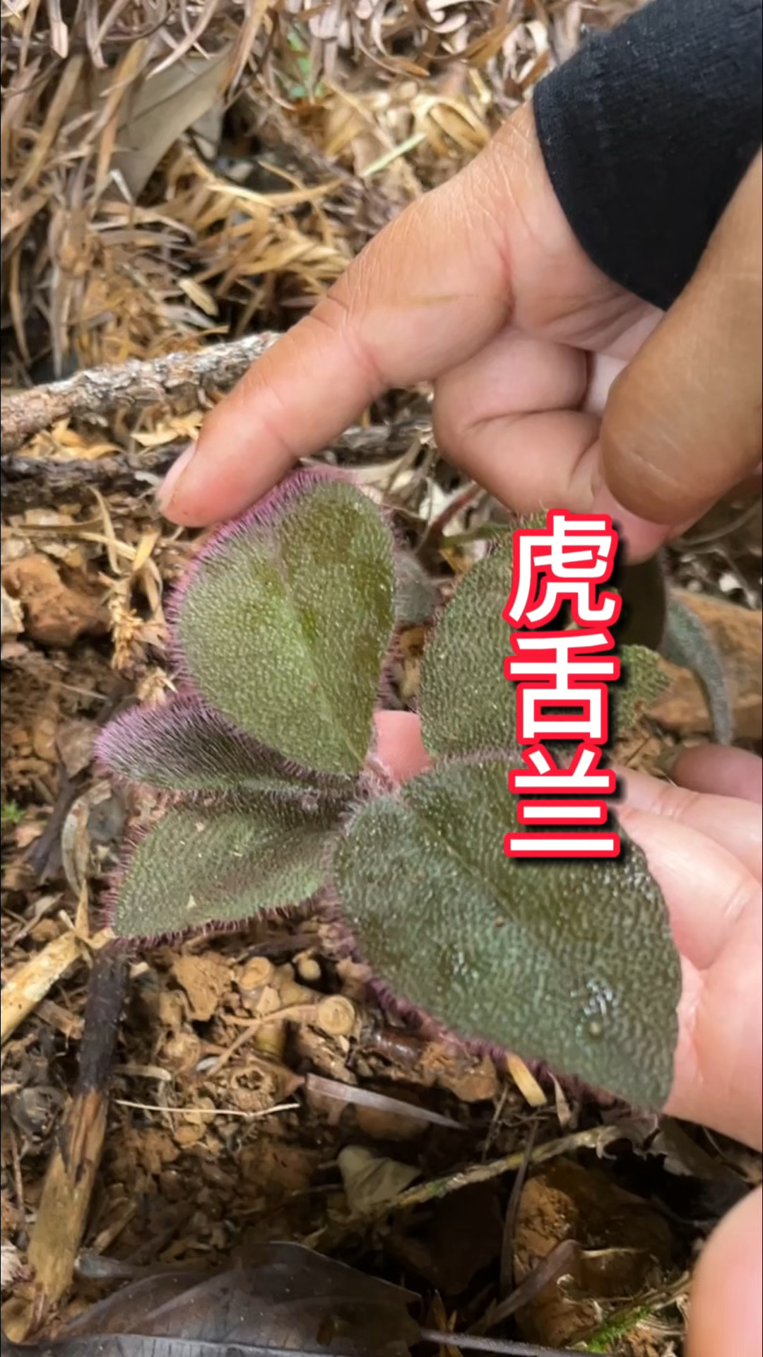 农村生活 一日一植物 虎舌兰