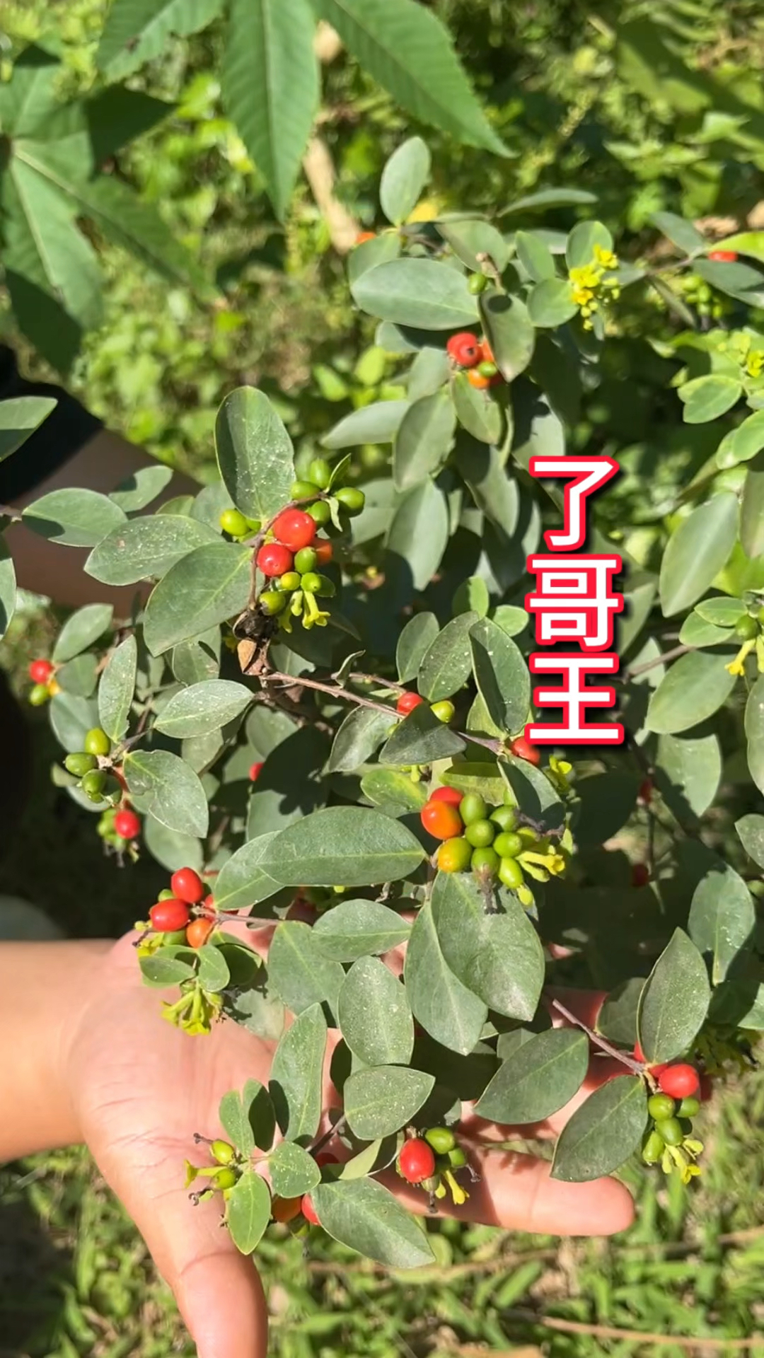农村生活 一日一植物 了哥王