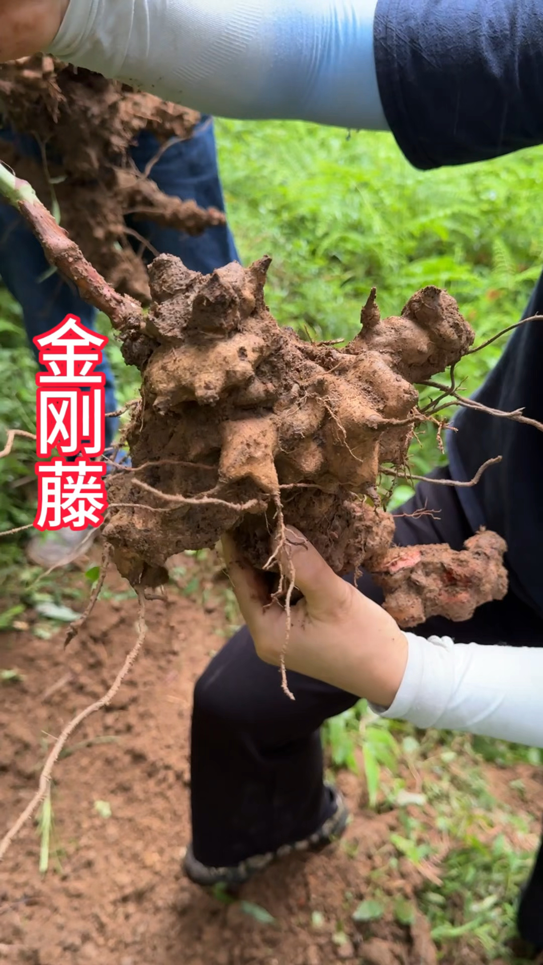 农村生活,一日一植物,三农,金刚藤