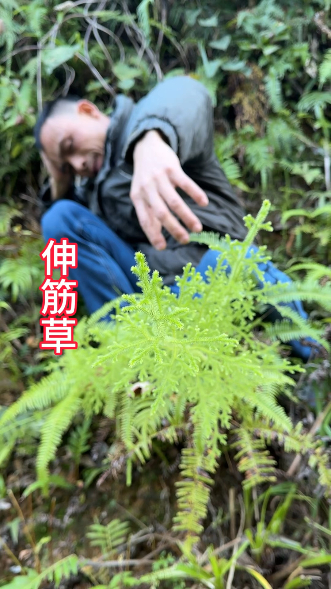 马尾伸筋草治中风偏瘫图片