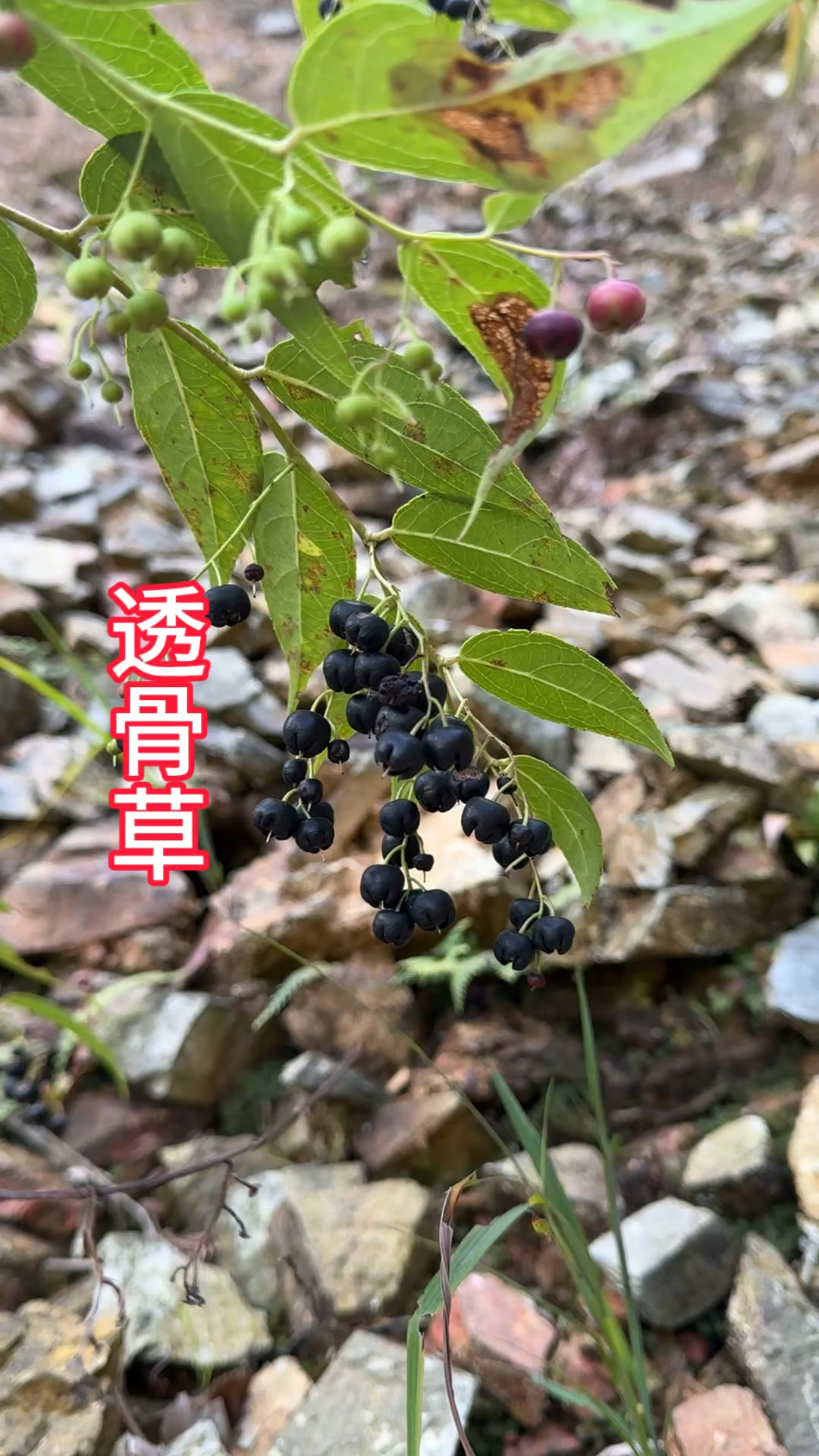 农村植物大全图片名称图片