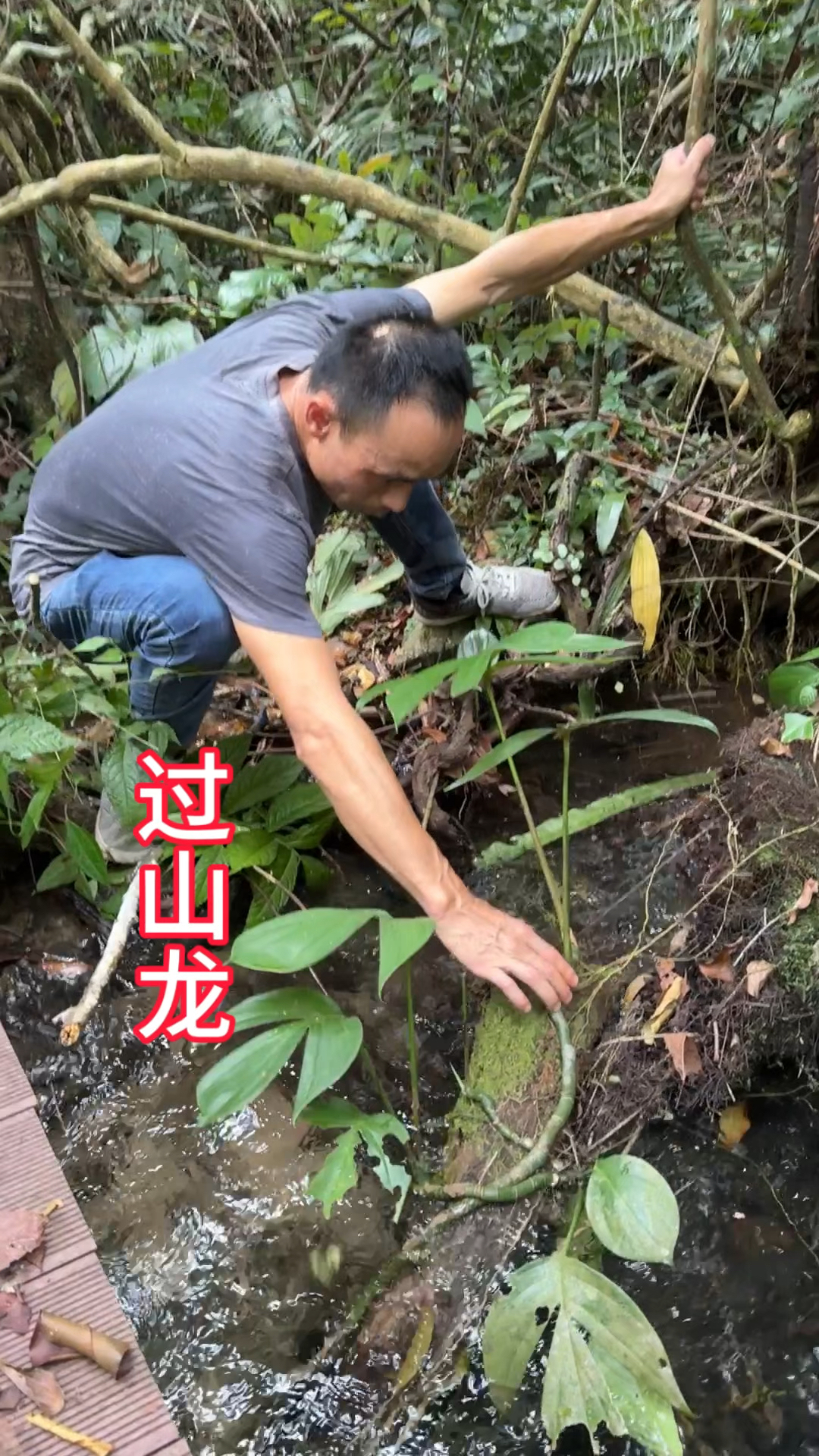 农村生活,一日一植物,三农,过山龙