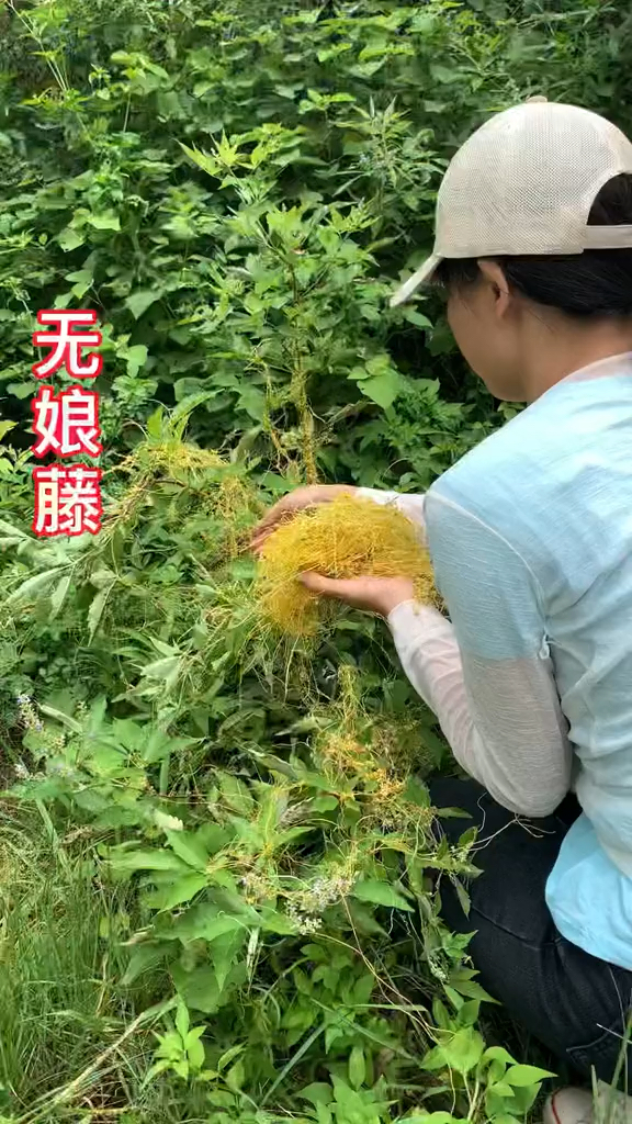 农村生活,一日一植物,三农,无娘藤