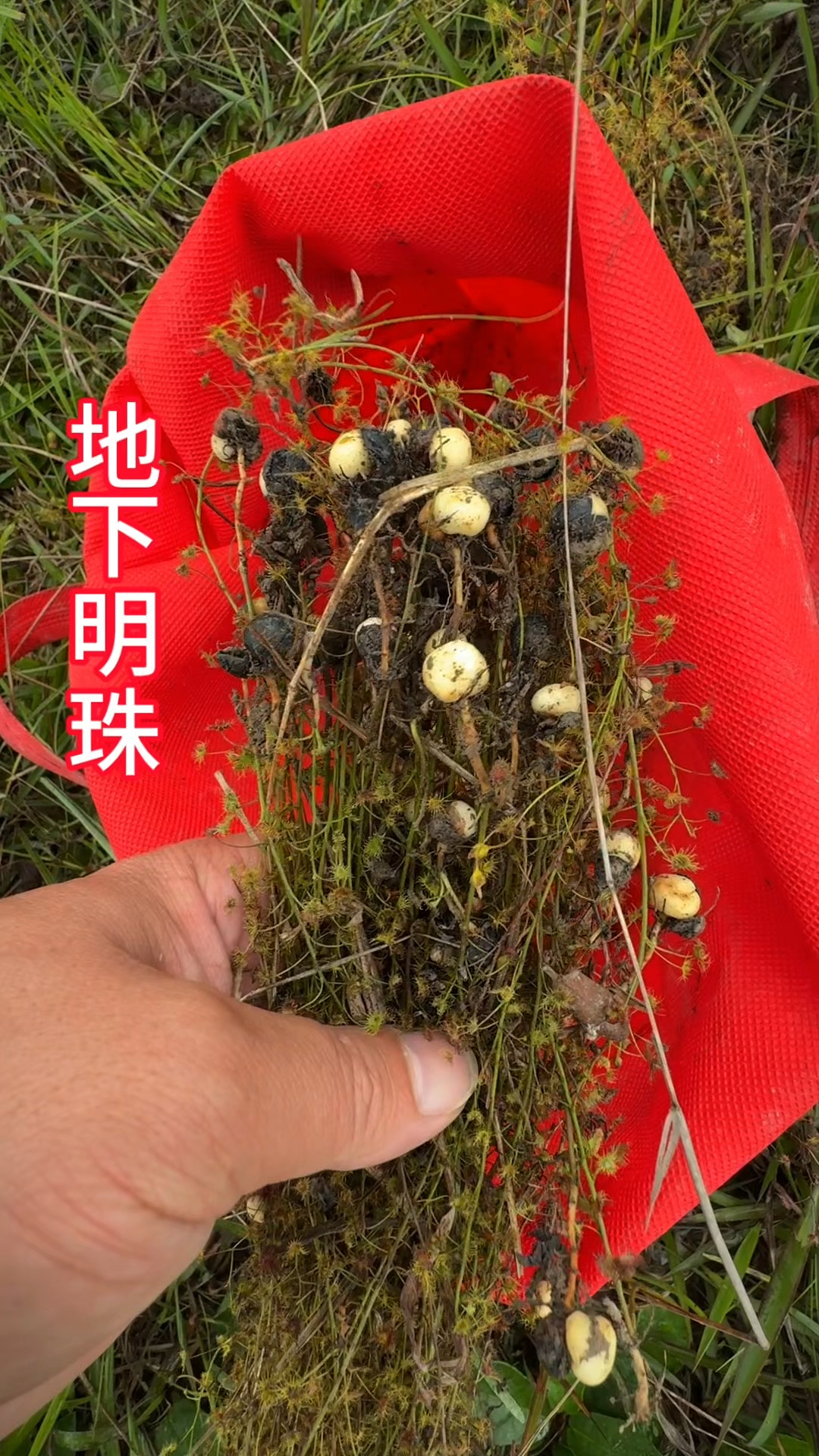 农村生活,一日一植物,三农,地下明珠