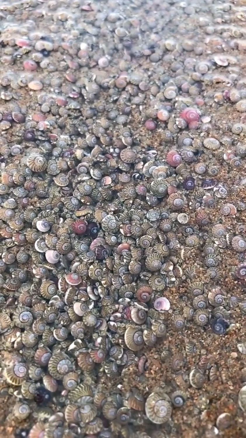 赶海风大雨过后呀海边出现好多的小螺螺还有许多有趣的海洋小生物