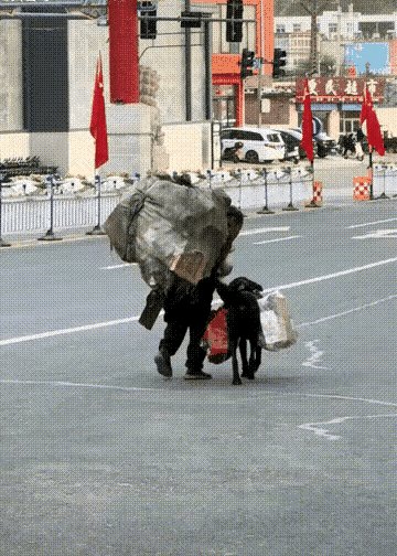 尽管它走路有些蹒跚,但它为了给主人帮忙,还是摇晃着尾巴,使足力气