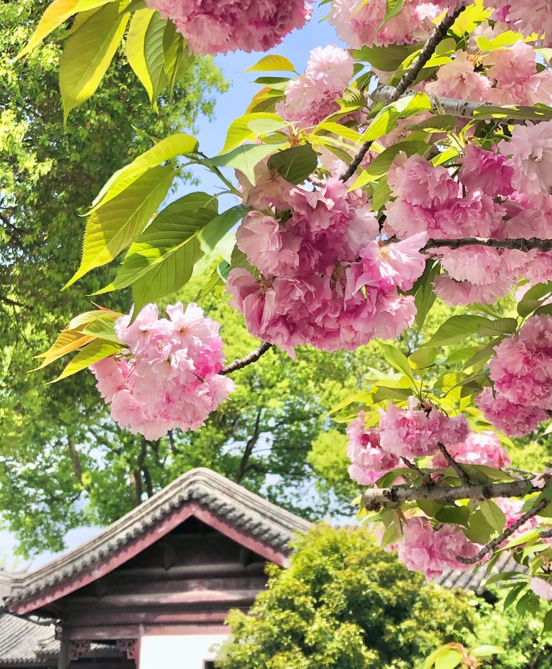 瞅瞅这樱花,简直卷王本王,密密麻麻挤在枝头组团营业,粉嫩嫩的花瓣叠