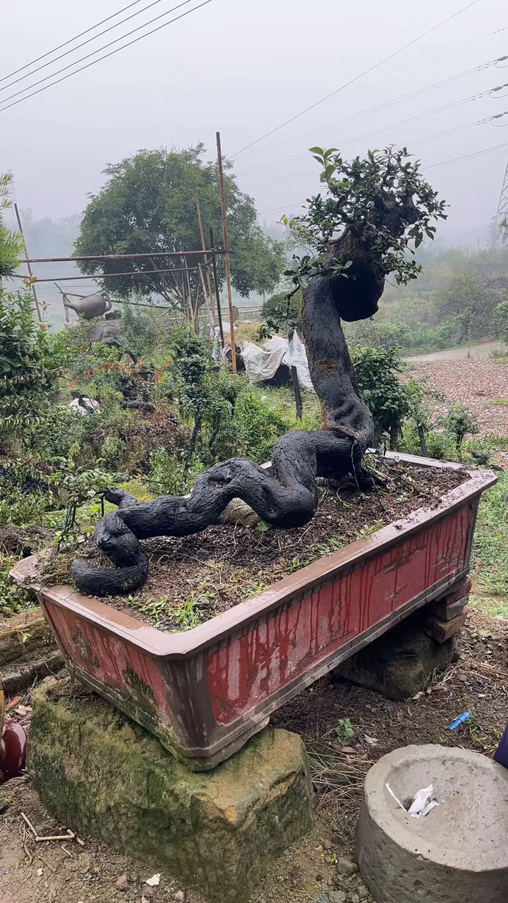 一条龙金弹子#造型盆景