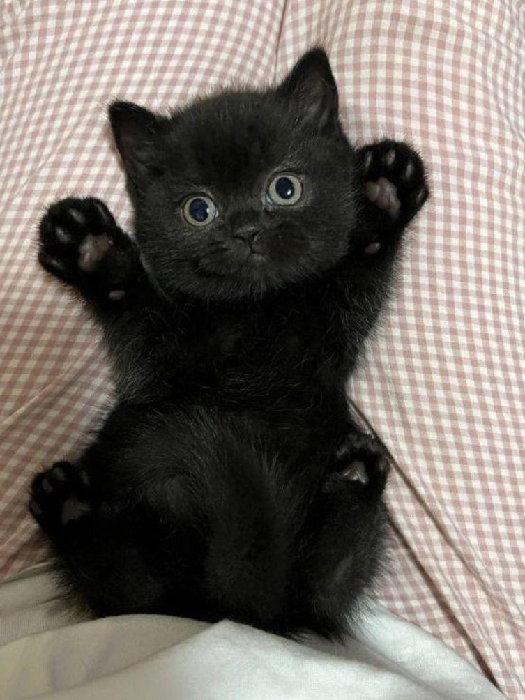 昨天我在宠物店买了一只黑色的猫咪,是只小母猫哦