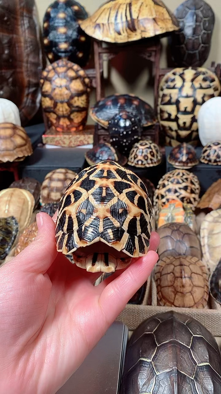 印度星龟,罕见龟甲,仅此一个