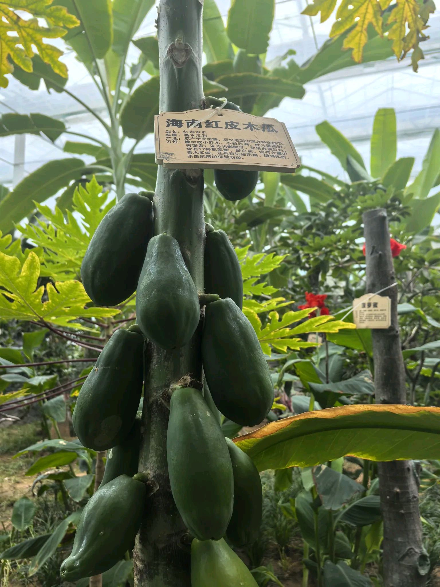 还是北方最冷时,现在温棚里什么都可以种植,水果,蔬菜,水产,总之,只要