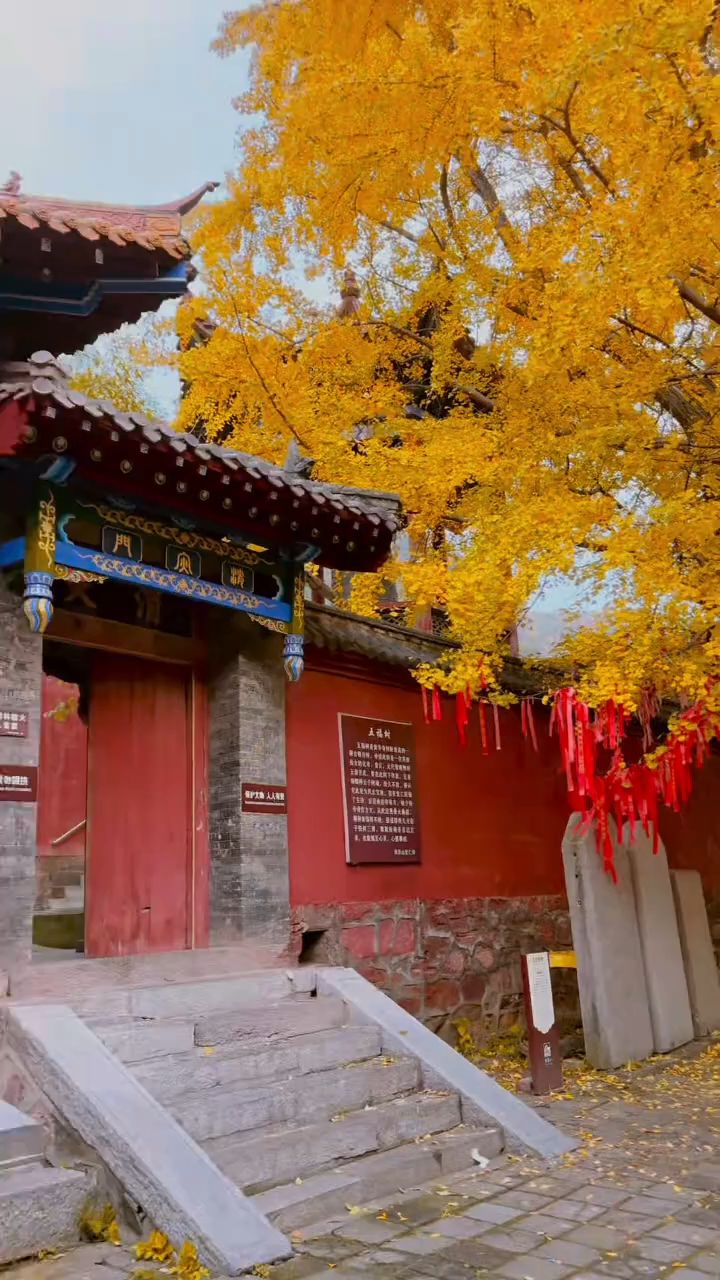 千年黄华神苑银杏古树,又到一年观赏期