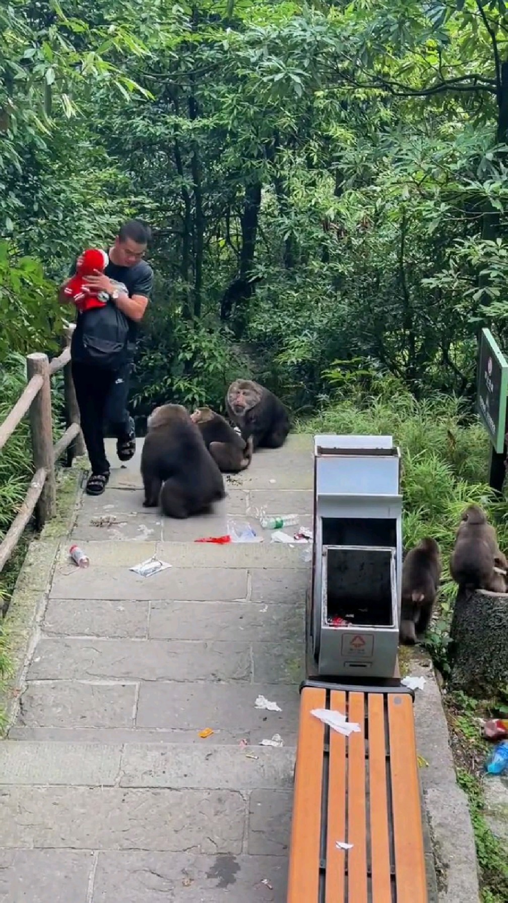 峨眉山泼猴图片