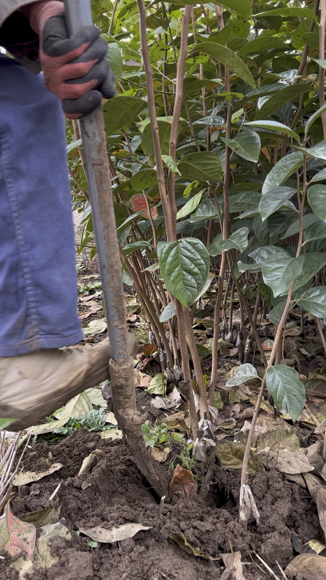 1年生秋王柿子树苗 小果甜柿砧木嫁接 粗度1-2公分
