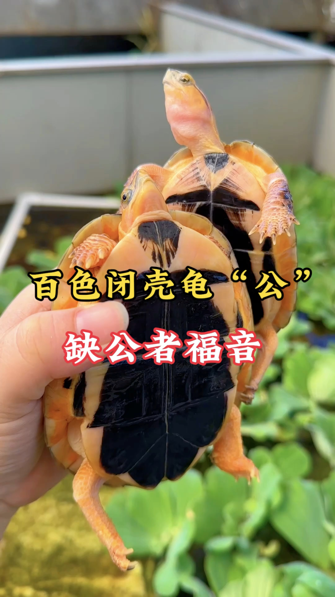 百色闭壳龟公,缺公者福音#百色闭壳龟