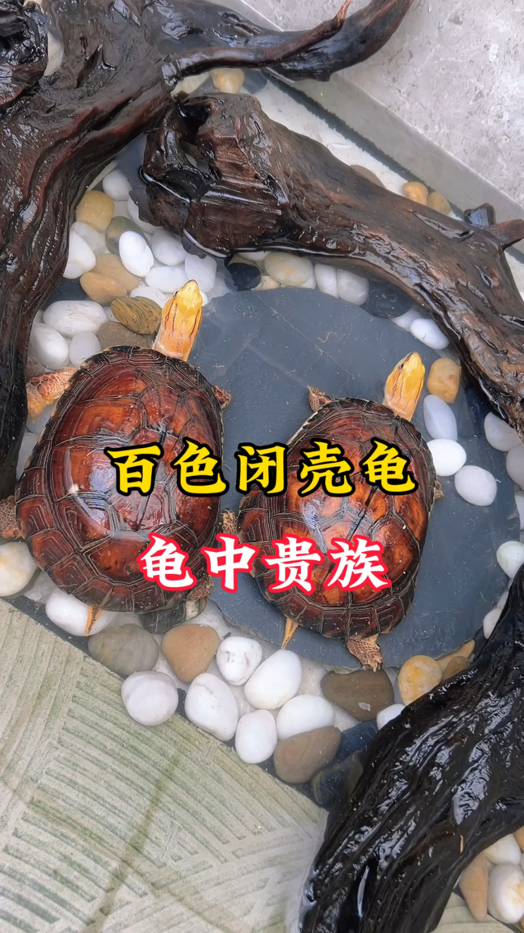 百色闭壳龟,龟中贵族,养龟人的终极目标之一#百色闭壳龟