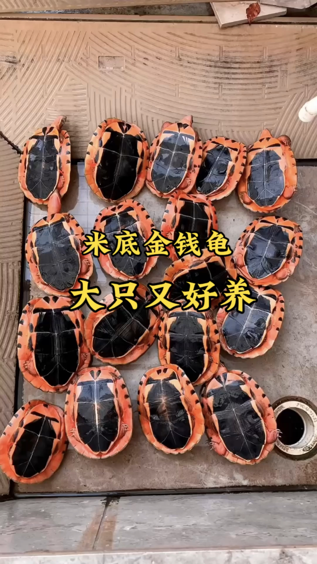 米底金钱龟,大只又好养,纯正品种#三线闭壳龟