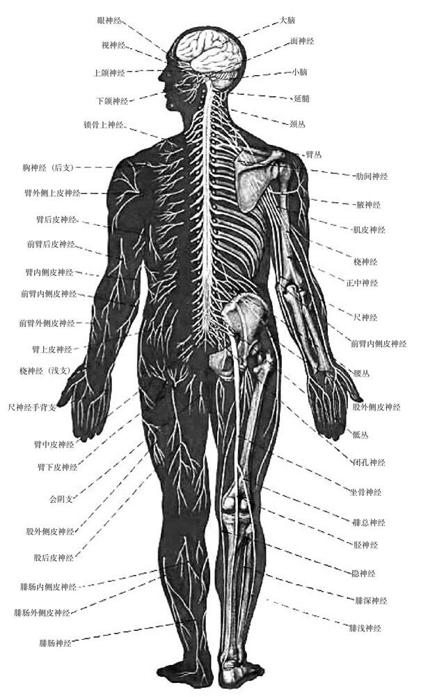 中医奇葩(人体脊柱)
