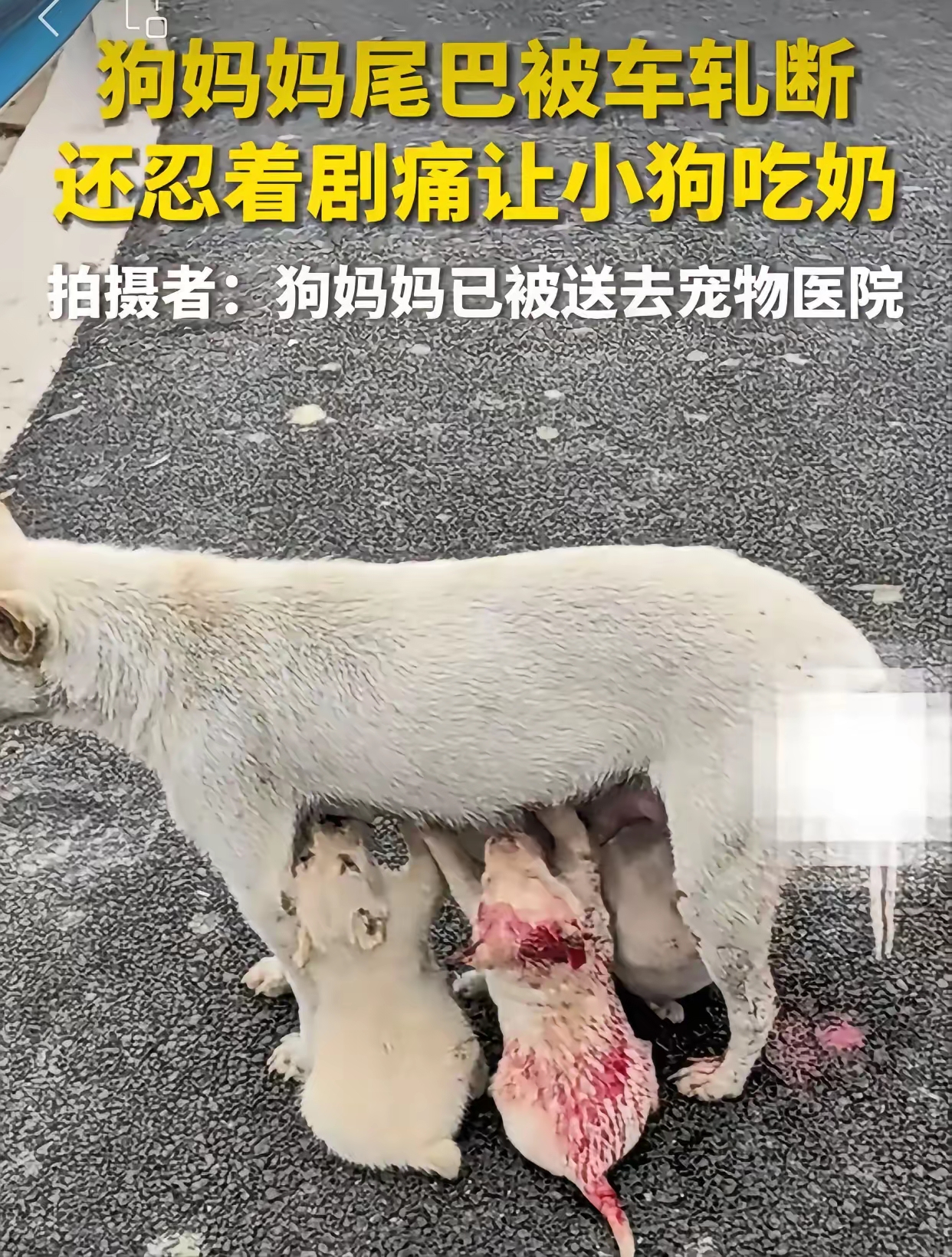 捡到一只忠犬怎么破
