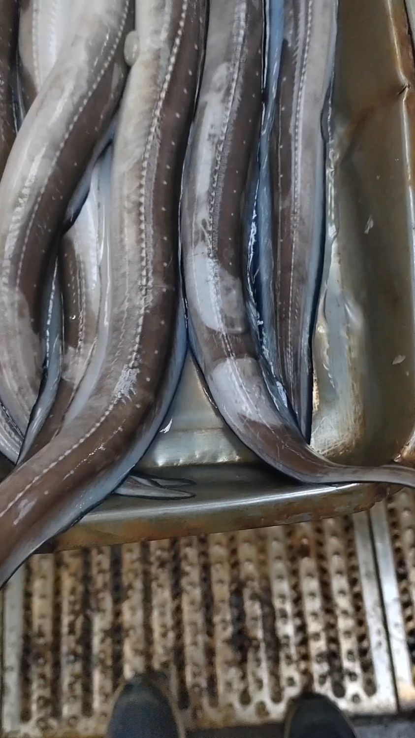 海鳗鱼有营养价值和药用价值