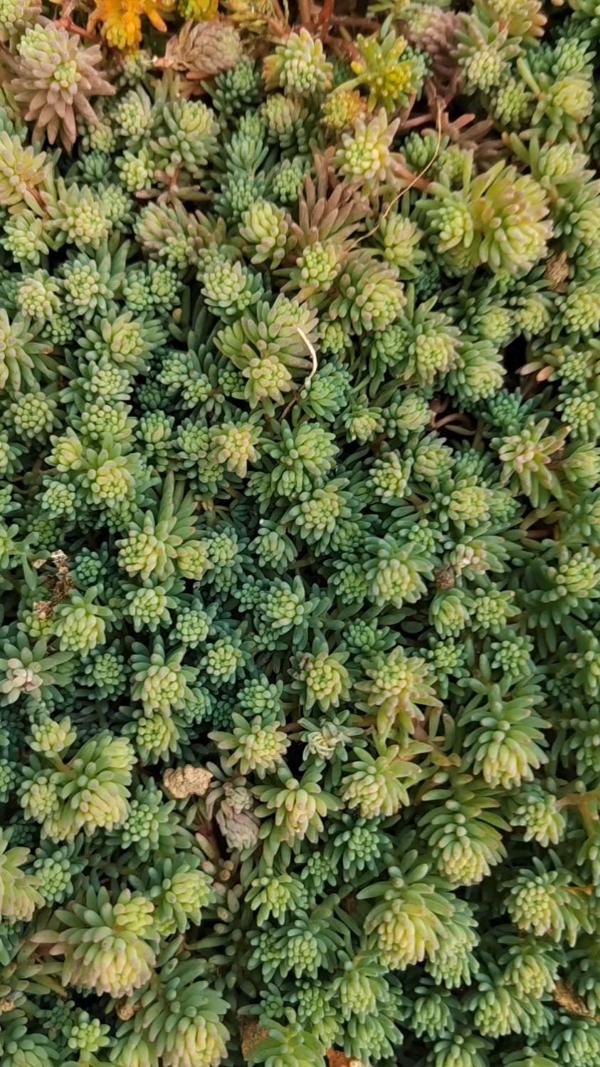 薄雪万年草小巧可爱有药用价值